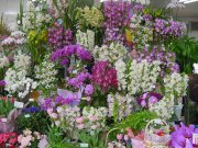大阪府寝屋川市の花屋 フローリストいなだにフラワーギフトはお任せください 当店は 安心と信頼の花キューピット加盟店です 花キューピットタウン